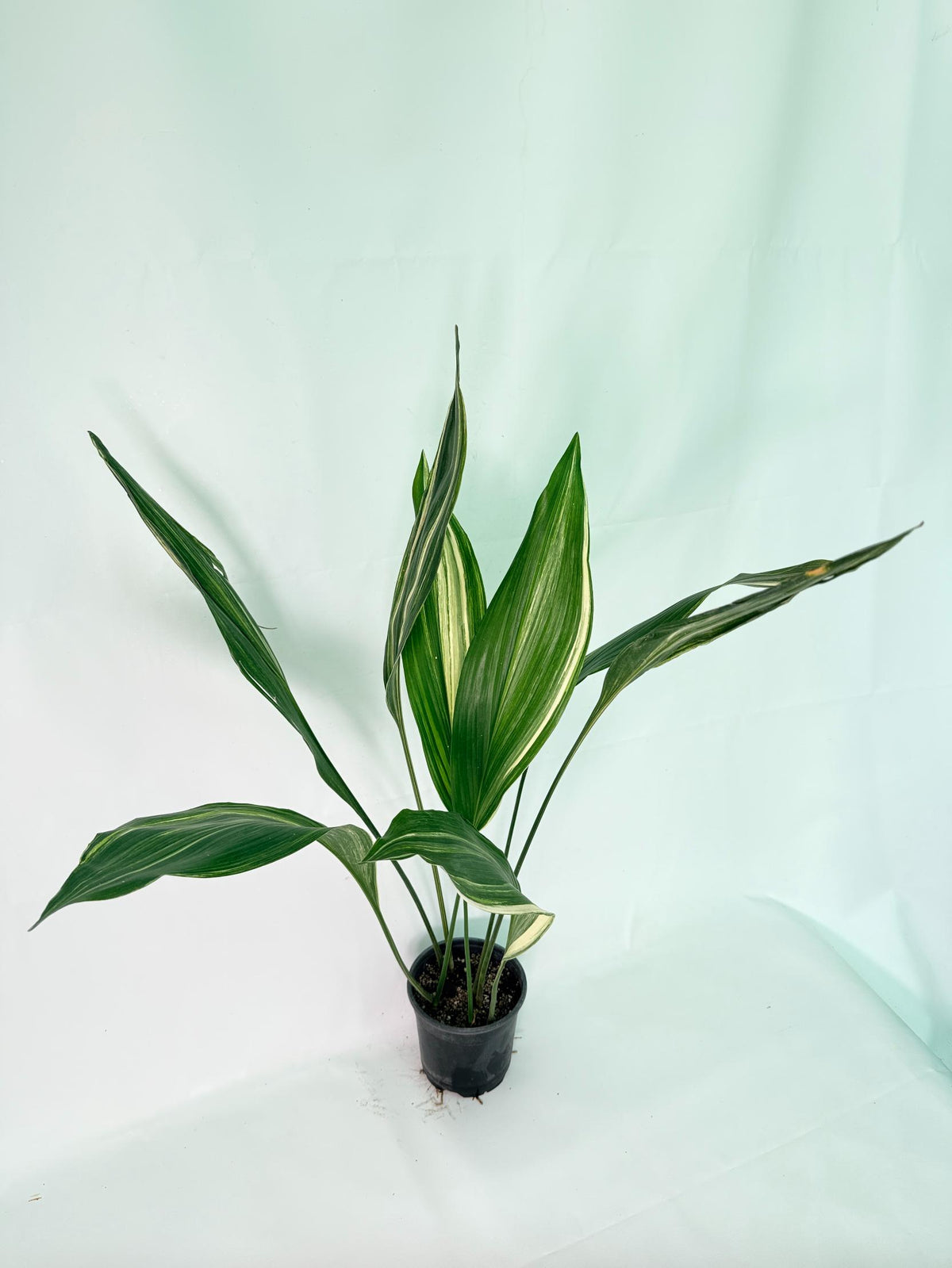 Aspidistra Elatior Variegata 02