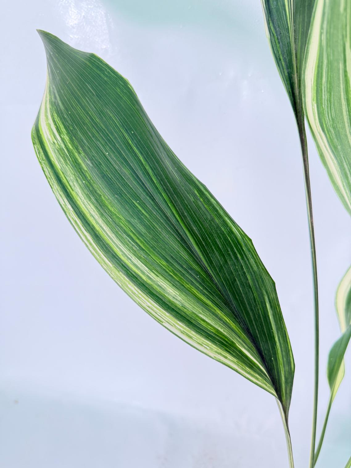 Aspidistra Elatior Variegata 08