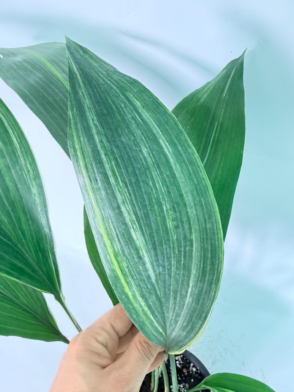 Aspidistra Elatior Variegata 08