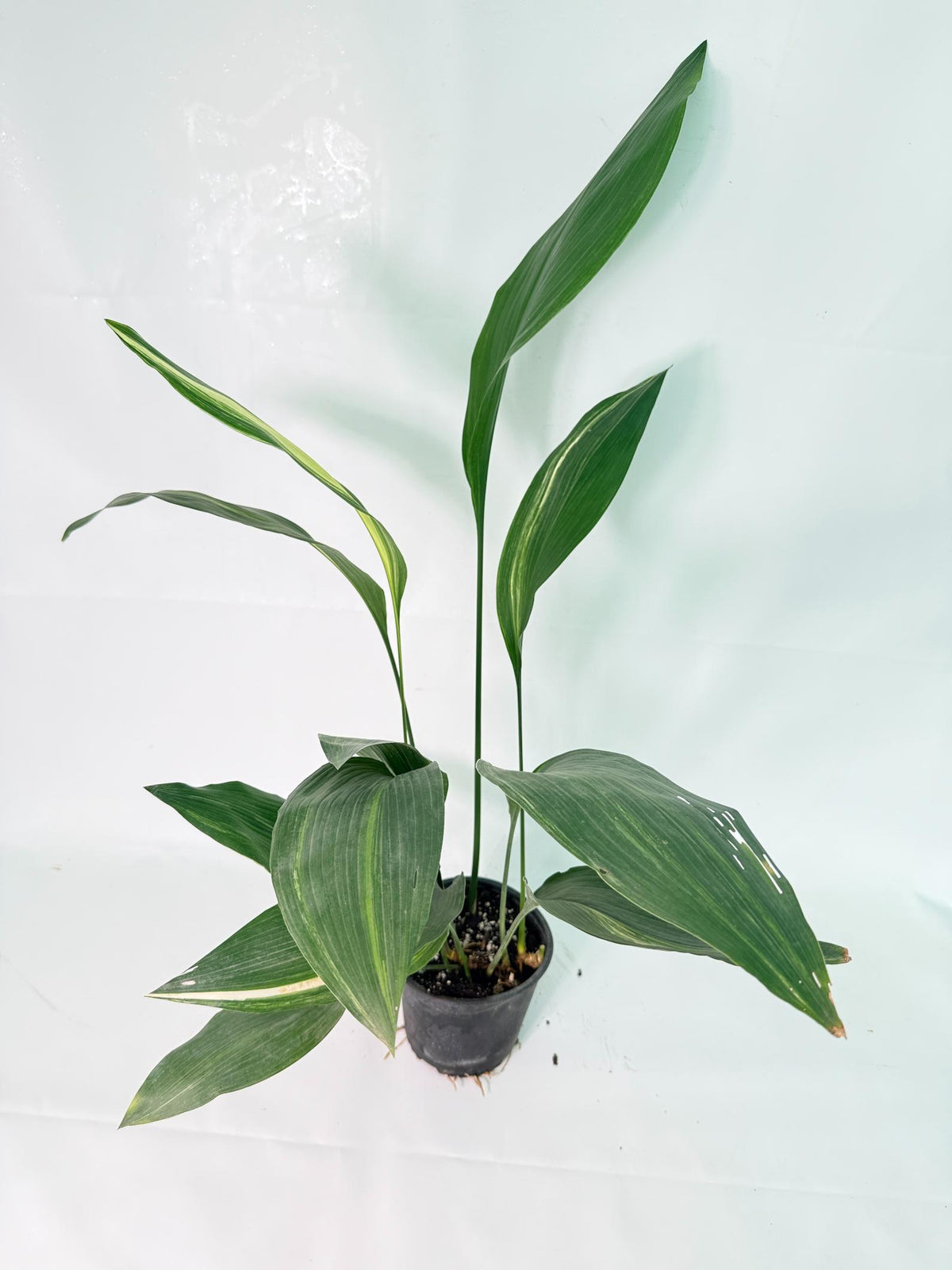 Aspidistra Elatior Variegata 09