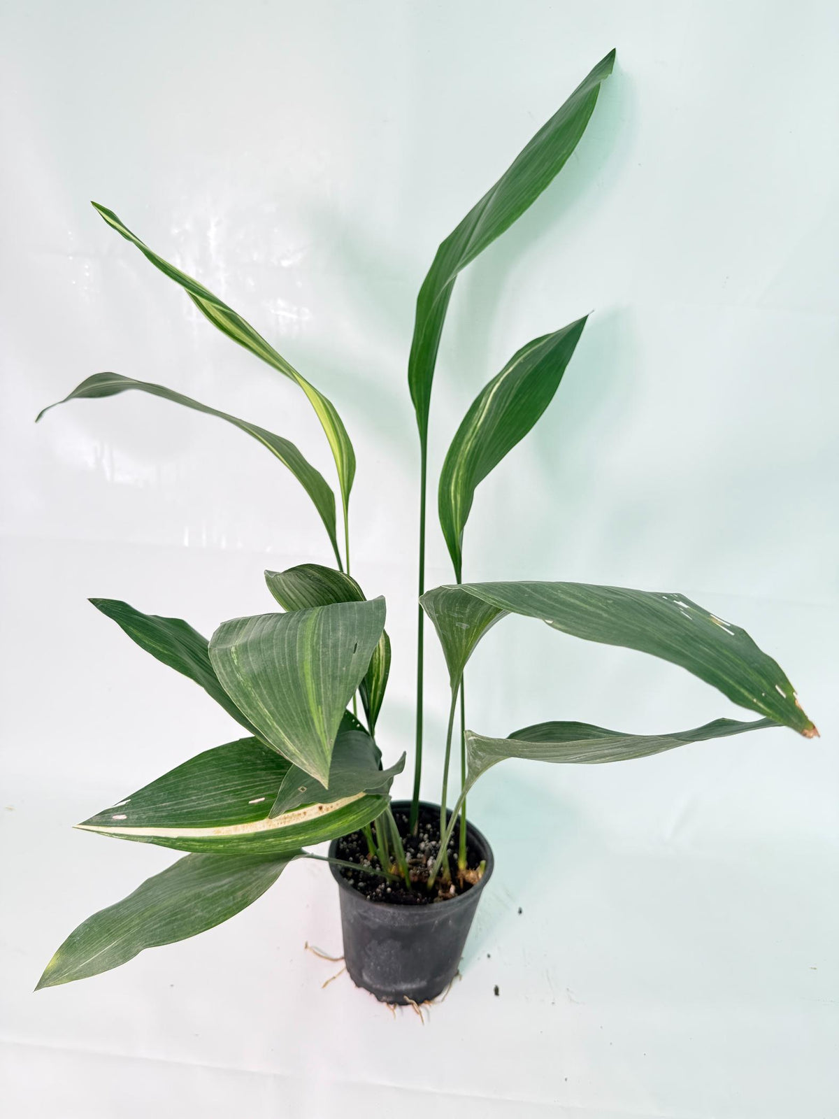 Aspidistra Elatior Variegata 10