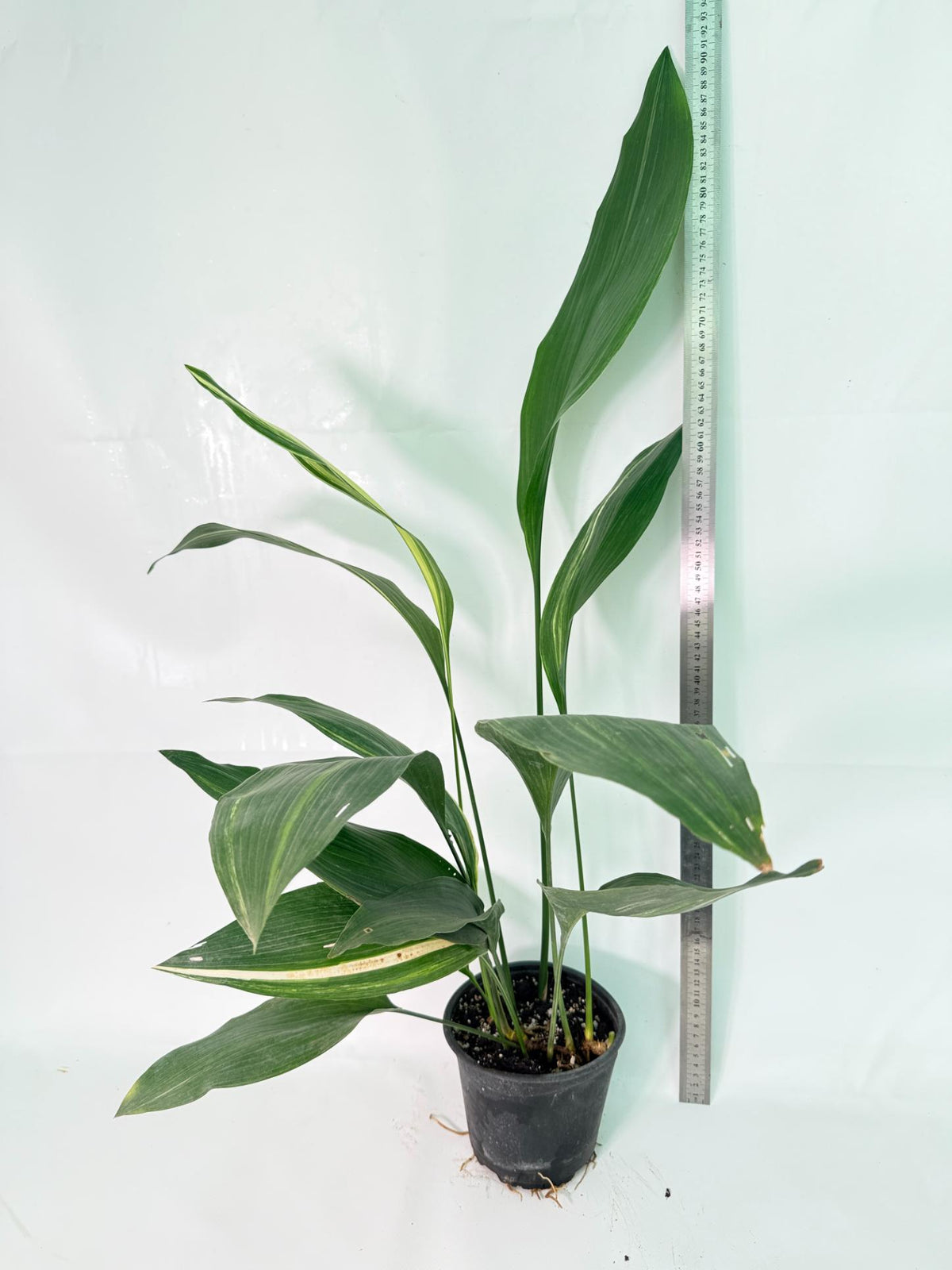 Aspidistra Elatior Variegata 11