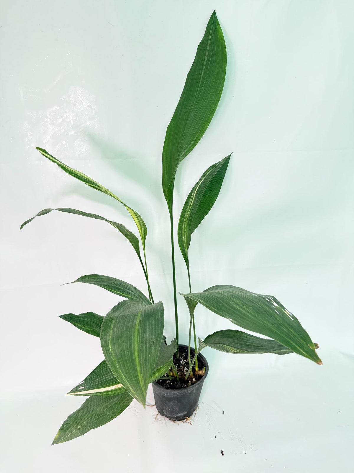 Aspidistra Elatior Variegata 01