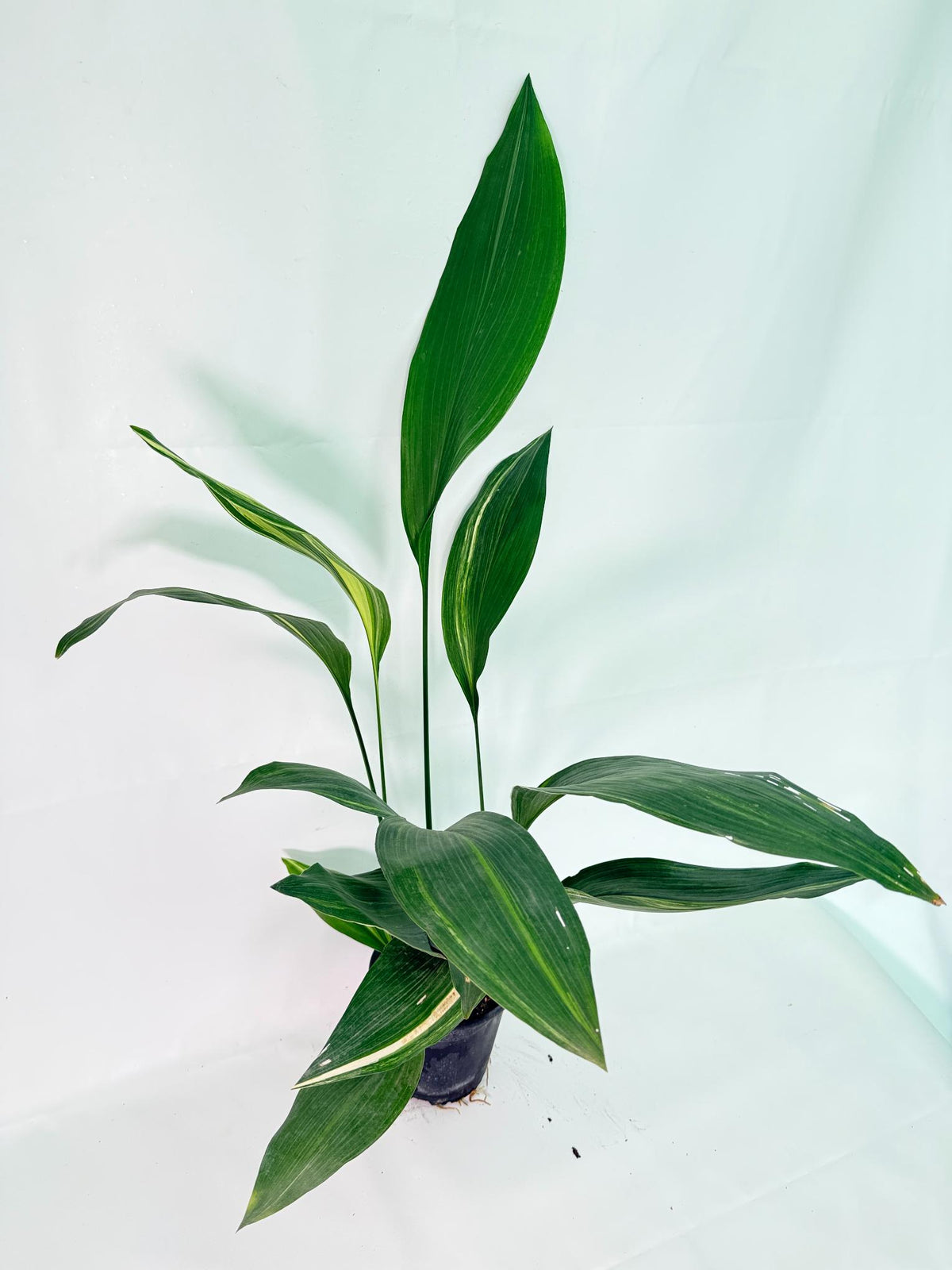 Aspidistra Elatior Variegata 2