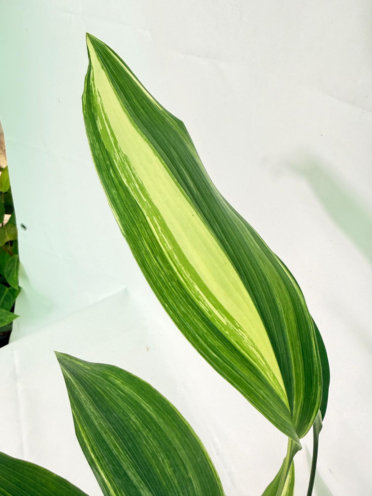 Aspidistra Elatior Variegata 03