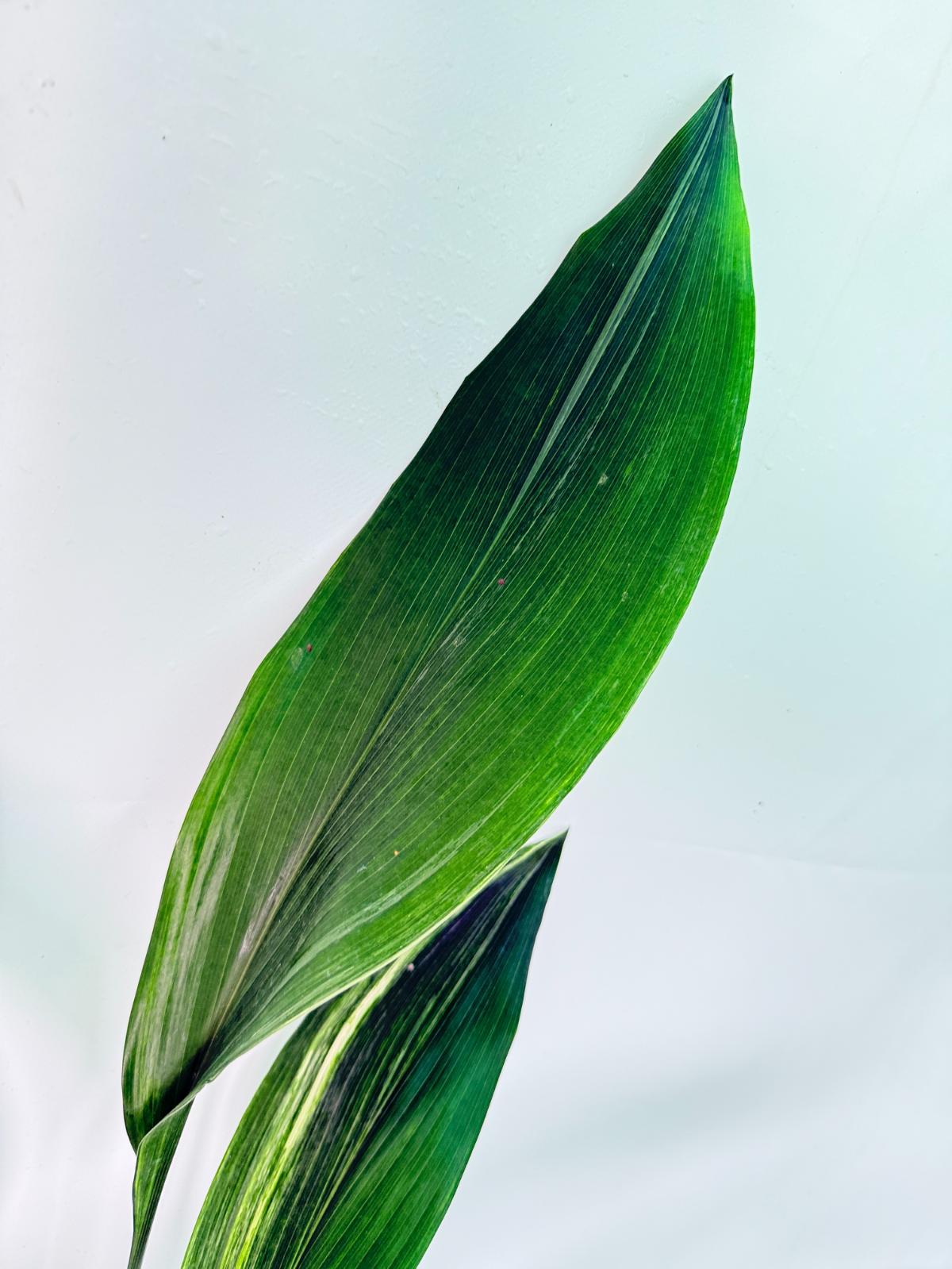 Aspidistra Elatior Variegata 04