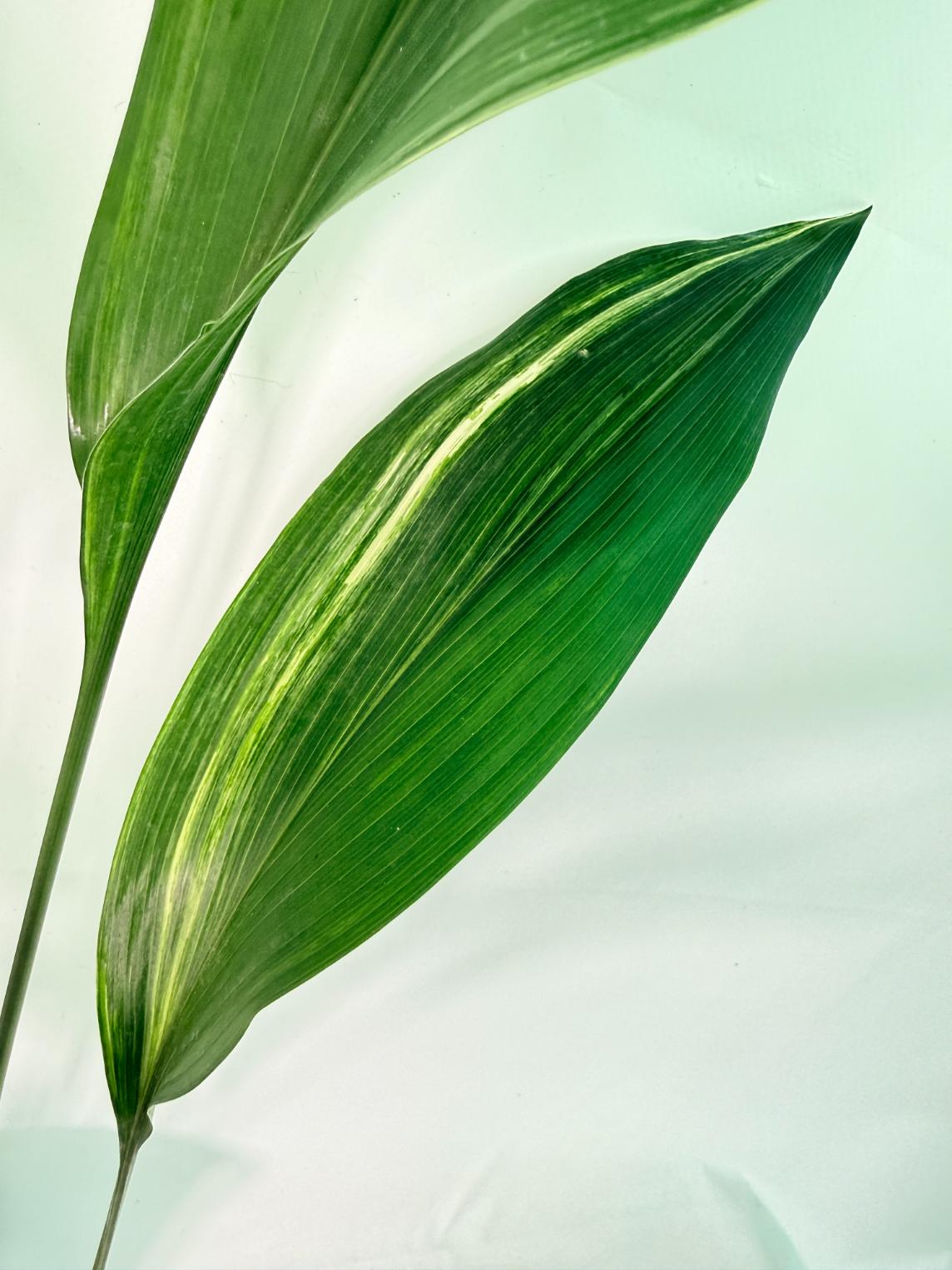 Aspidistra Elatior Variegata 05