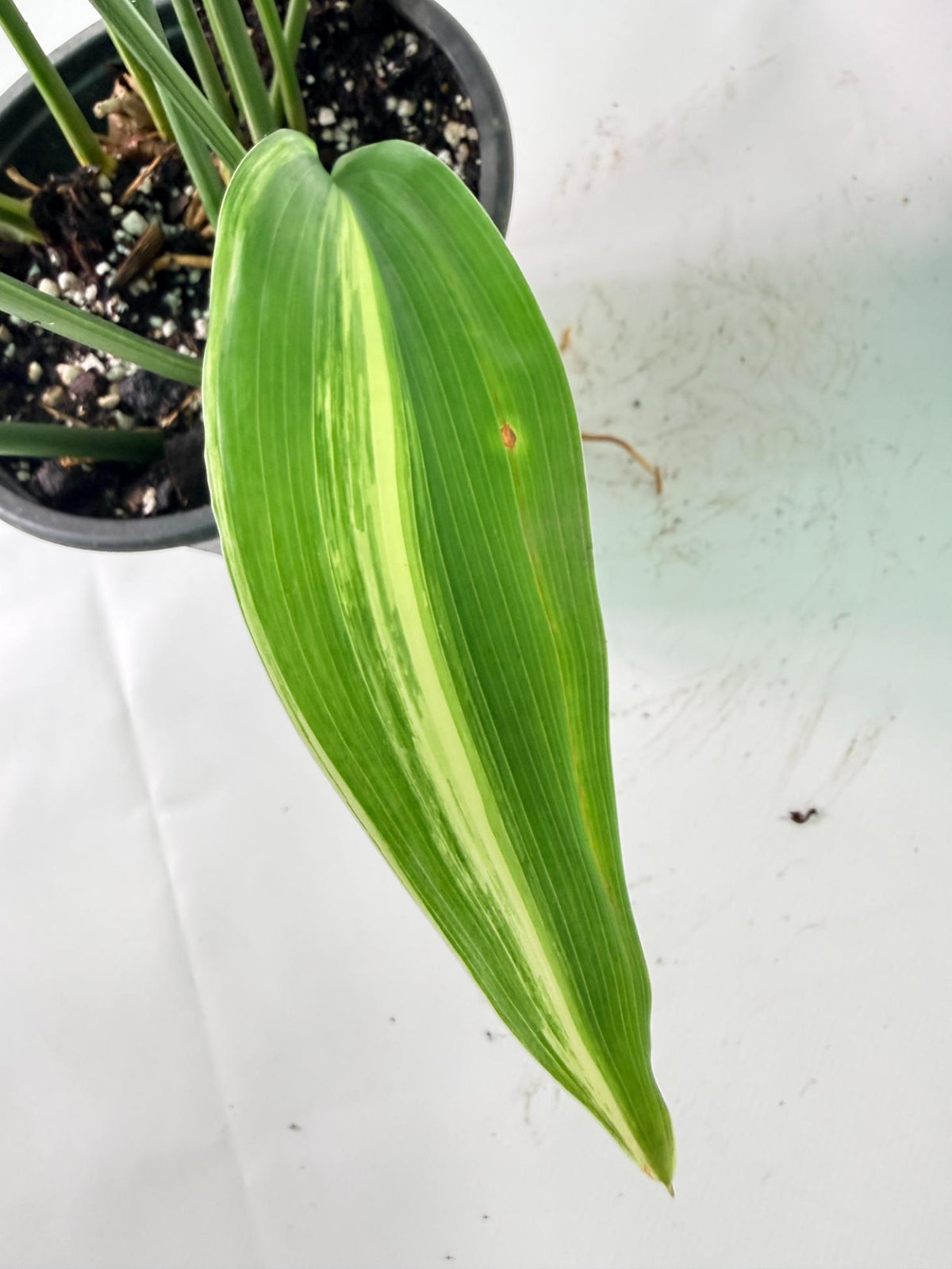 Aspidistra Elatior Variegata 7