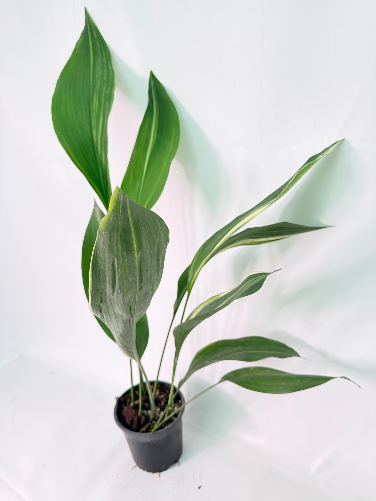 Aspidistra Elatior Variegata 08