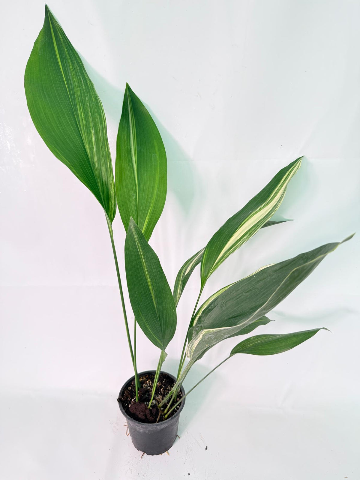 Aspidistra Elatior Variegata 09