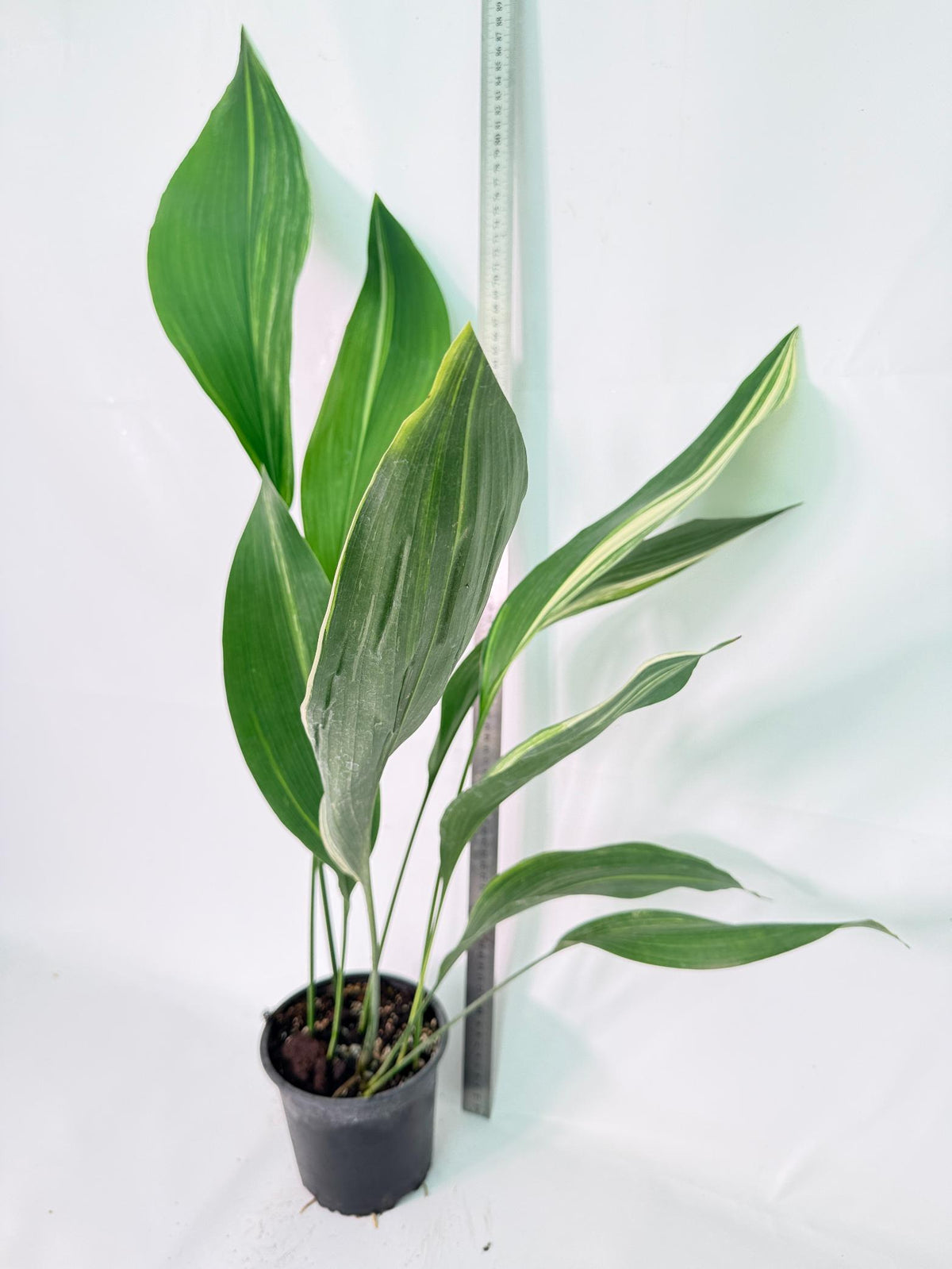 Aspidistra Elatior Variegata 10