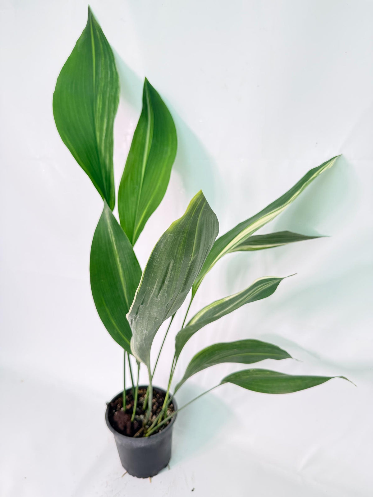 Aspidistra Elatior Variegata 01