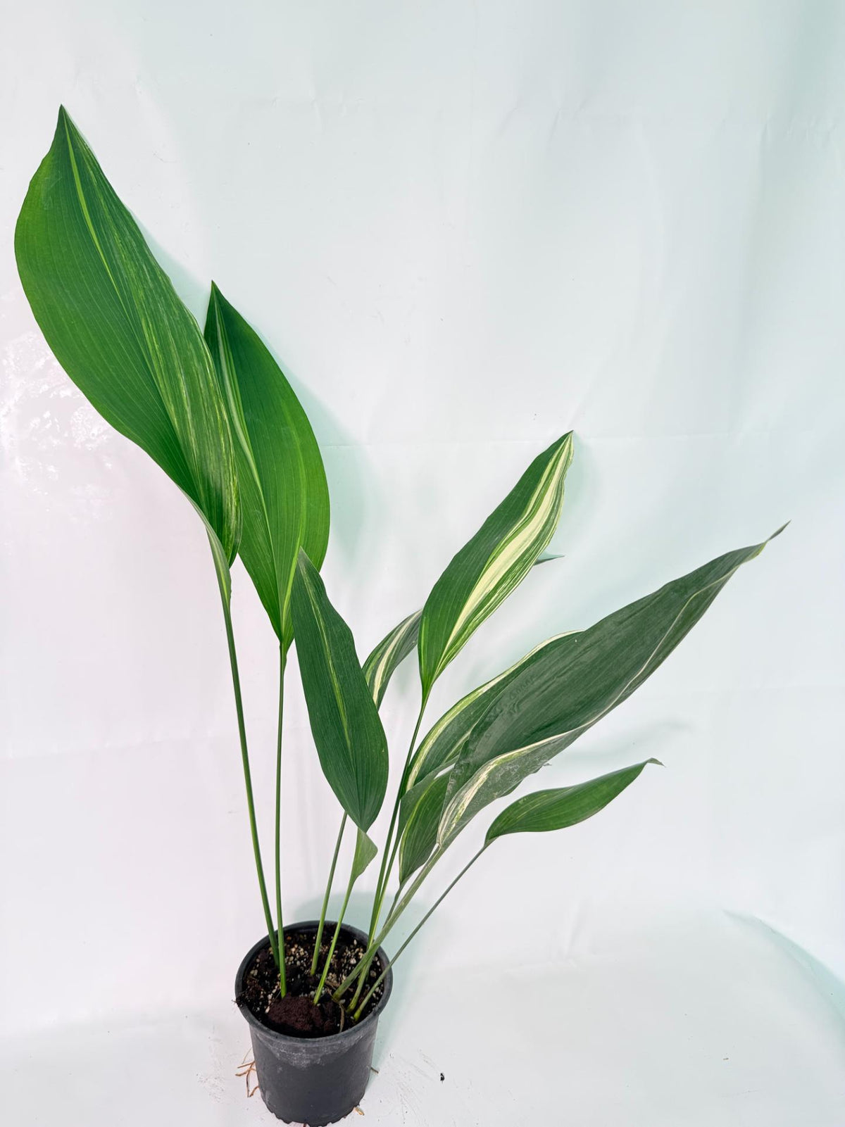 Aspidistra Elatior Variegata 02