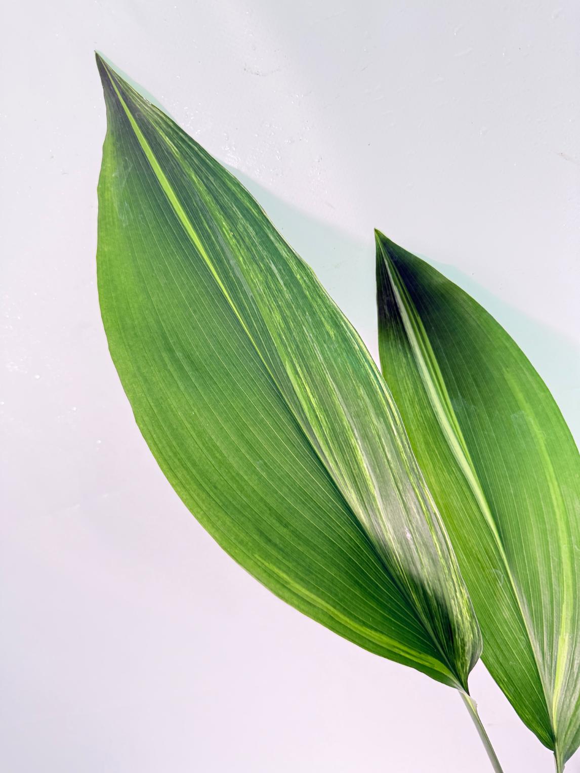 Aspidistra Elatior Variegata 03
