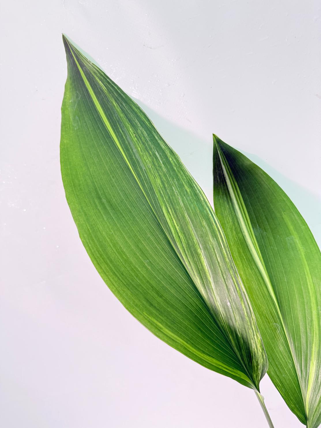 Aspidistra Elatior Variegata 04