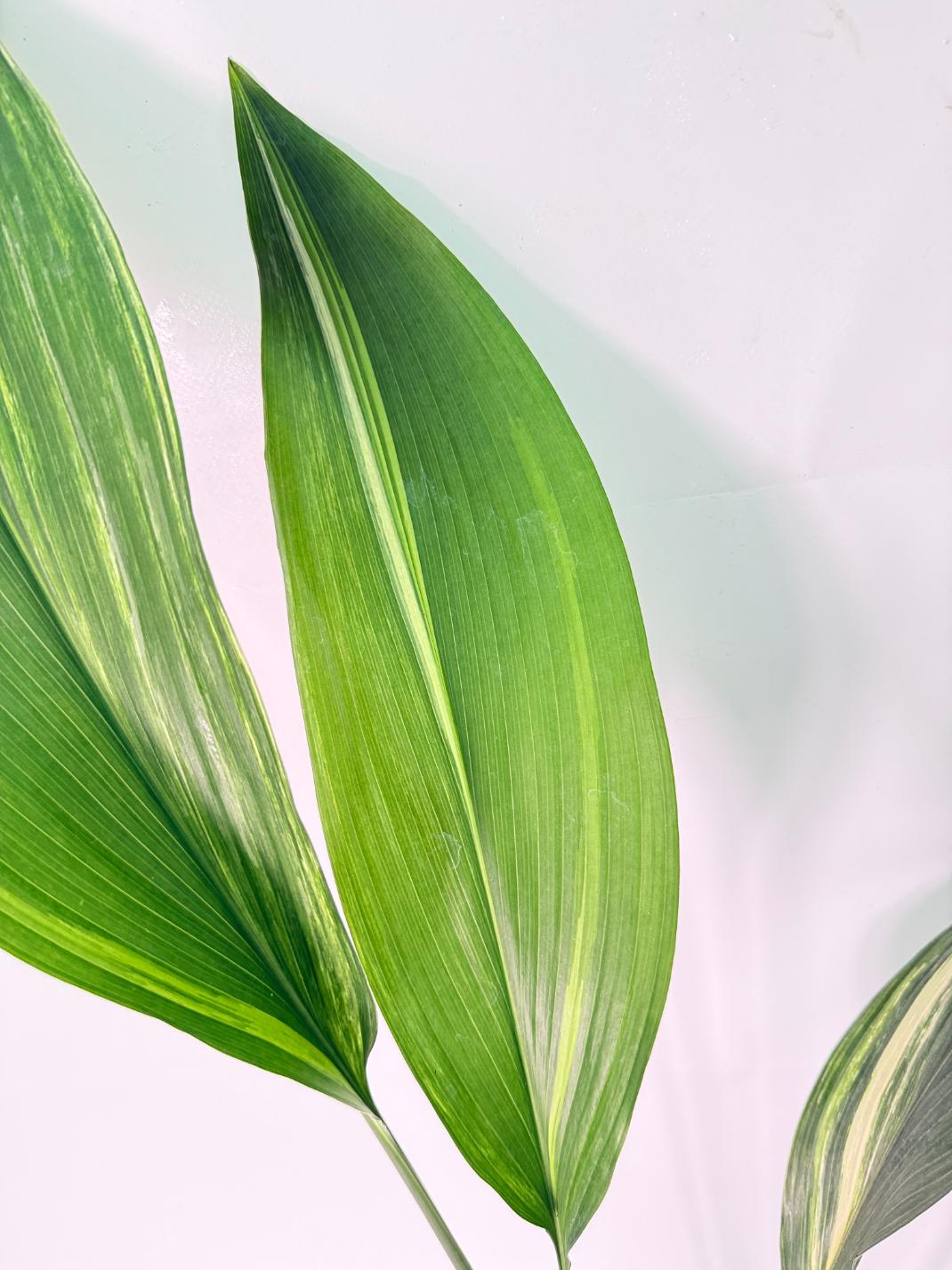Aspidistra Elatior Variegata 05