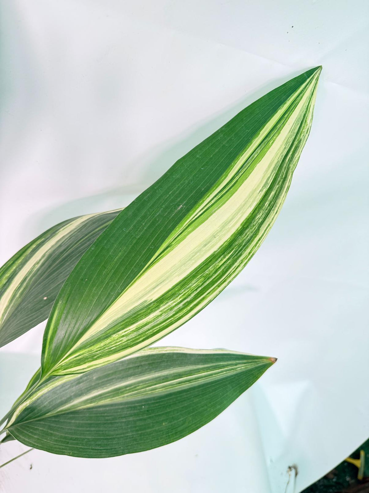 Aspidistra Elatior Variegata 06