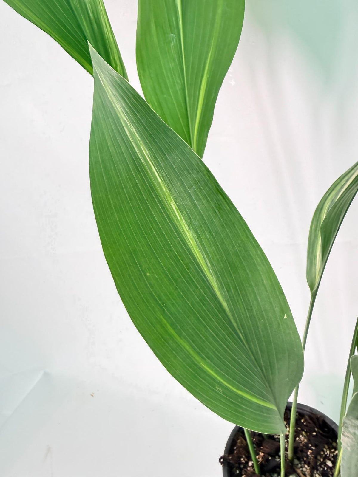 Aspidistra Elatior Variegata 07