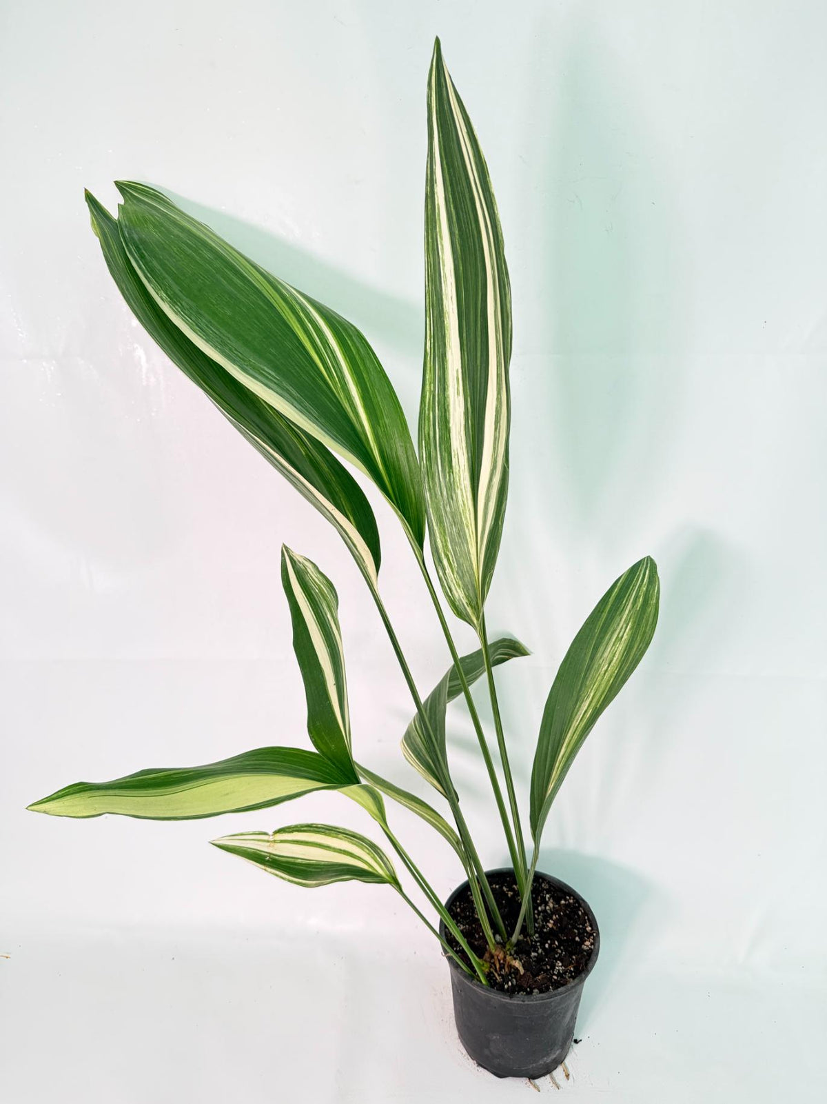 Aspidistra Elatior Variegata 01
