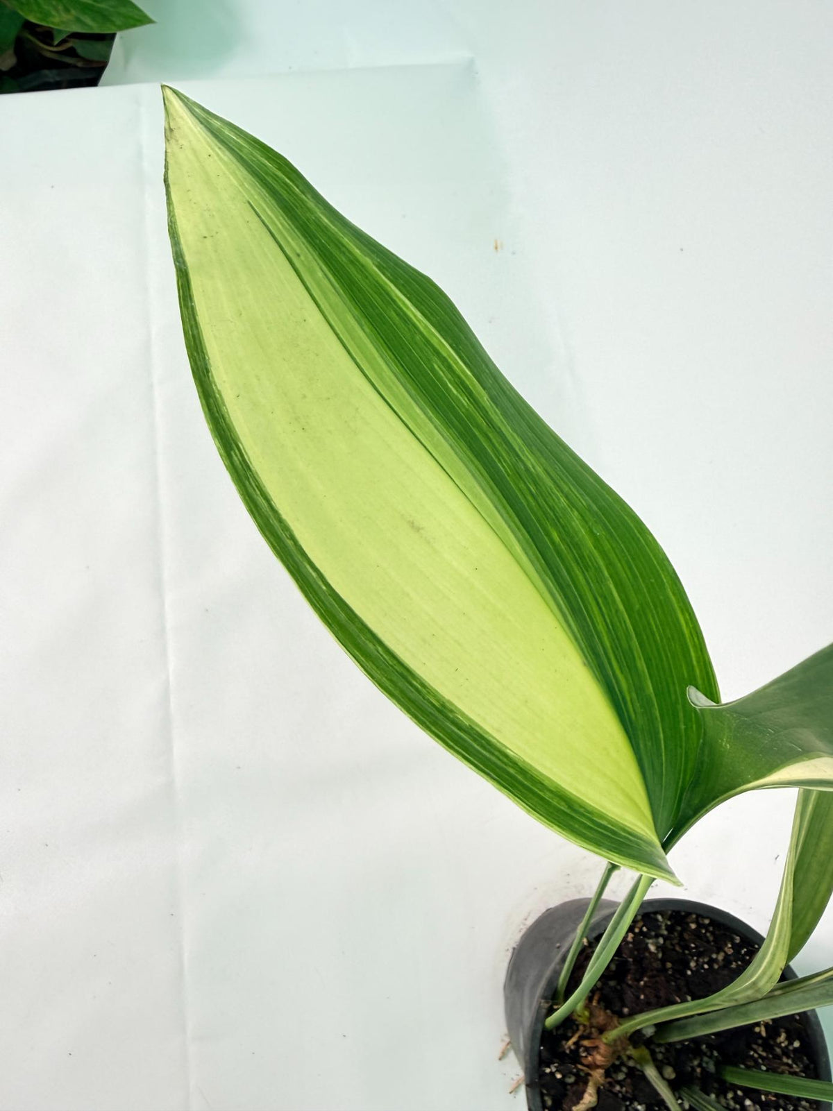 Aspidistra Elatior Variegata 08