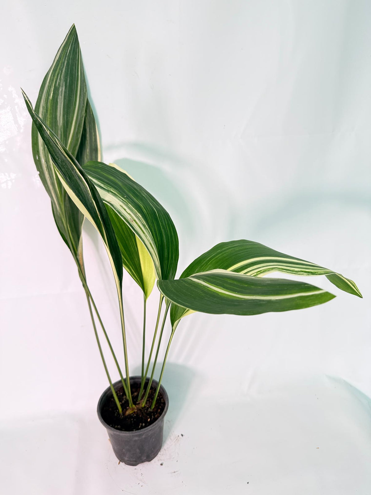 Aspidistra Elatior Variegata 08