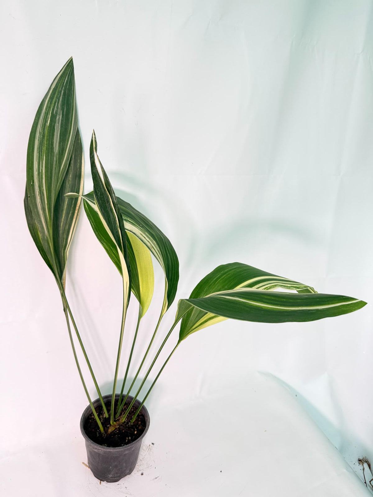 Aspidistra Elatior Variegata 09