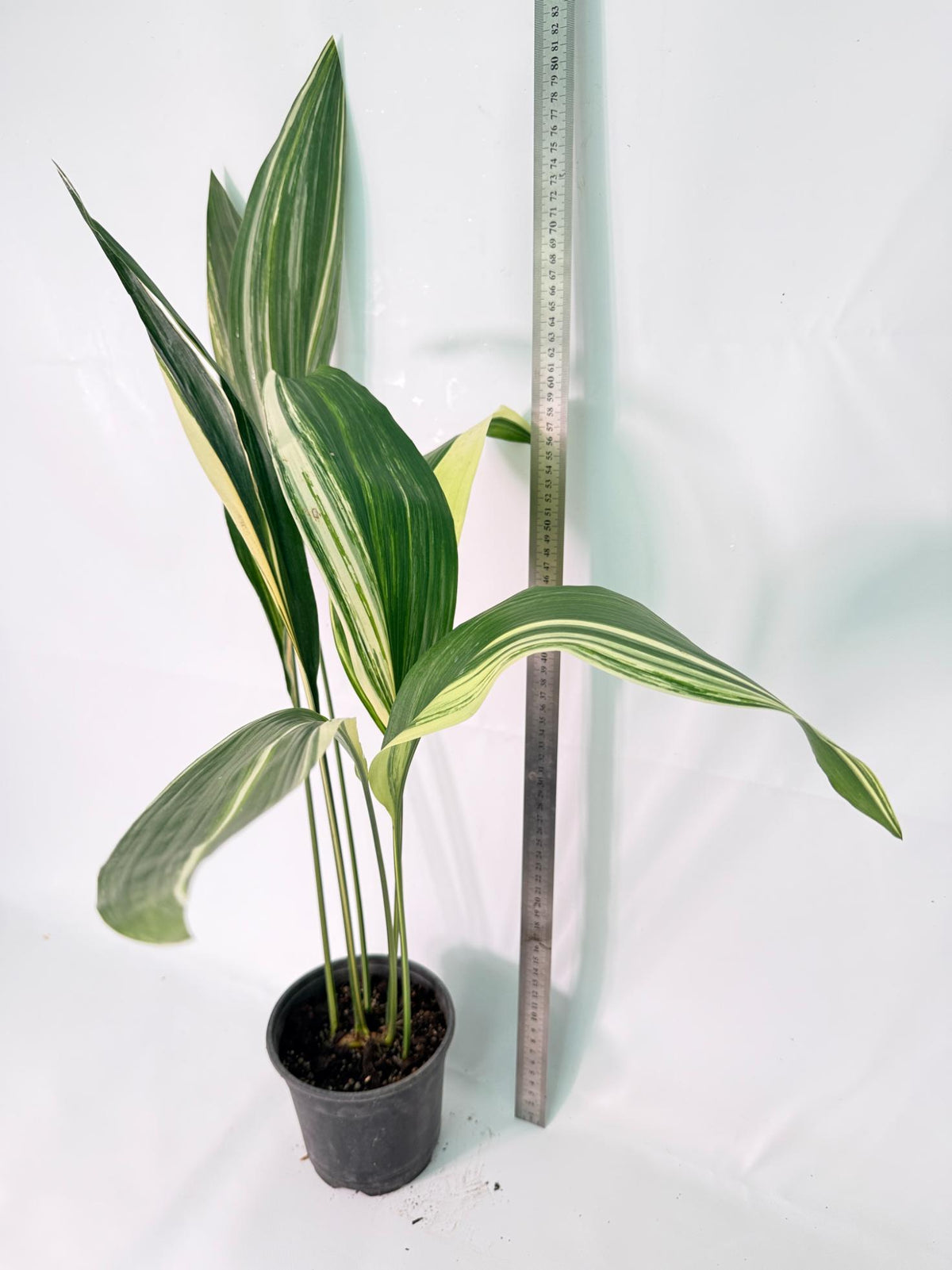 Aspidistra Elatior Variegata 10