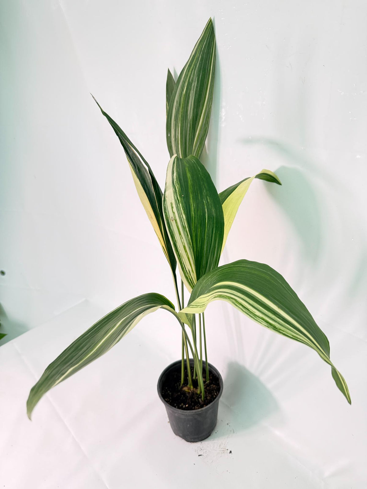 Aspidistra Elatior Variegata 02