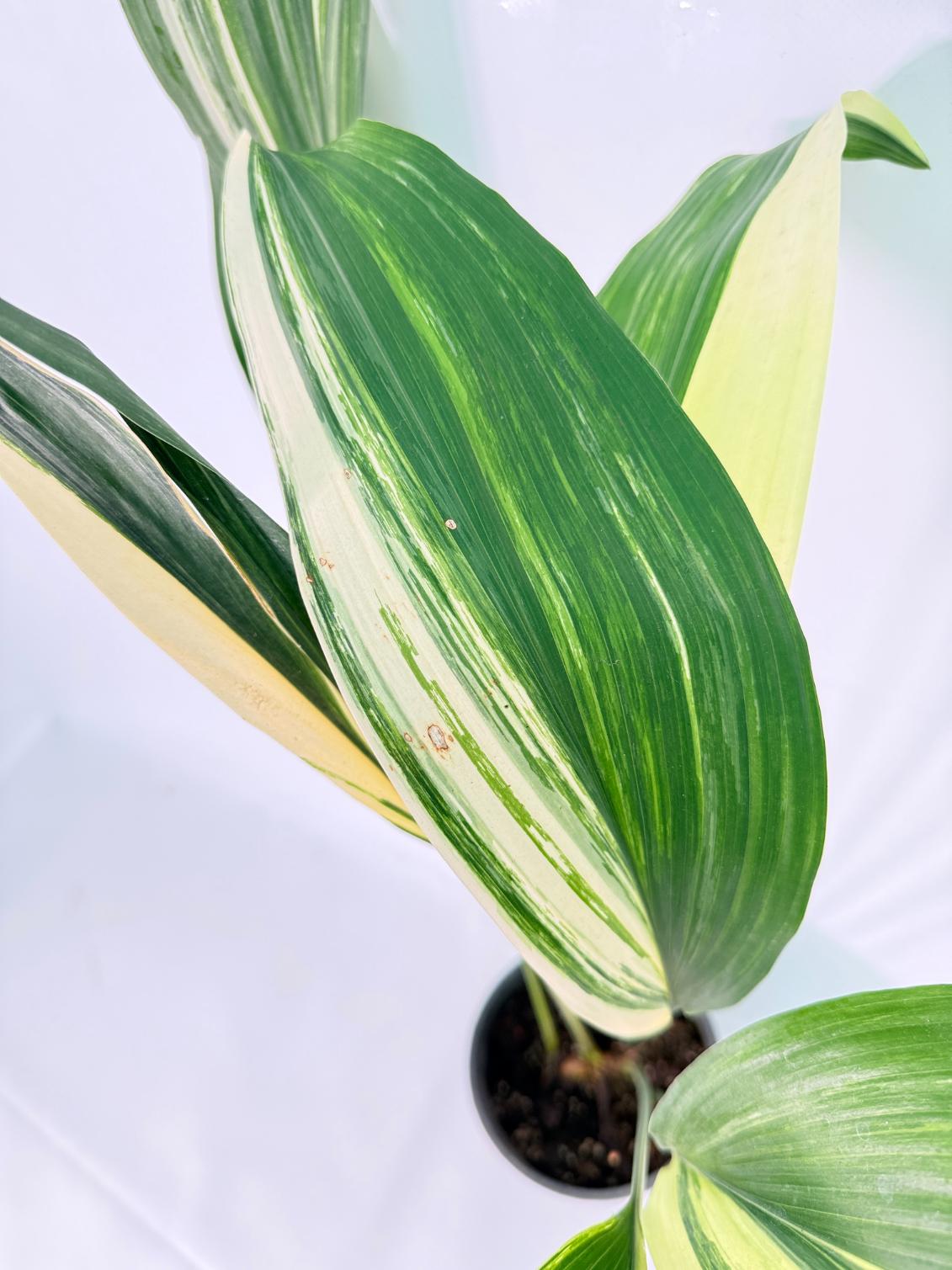 Aspidistra Elatior Variegata 03