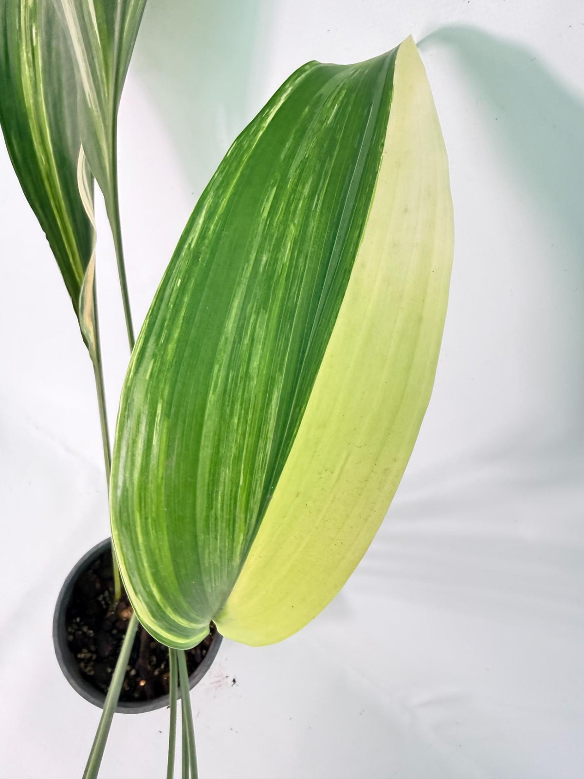 Aspidistra Elatior Variegata 04
