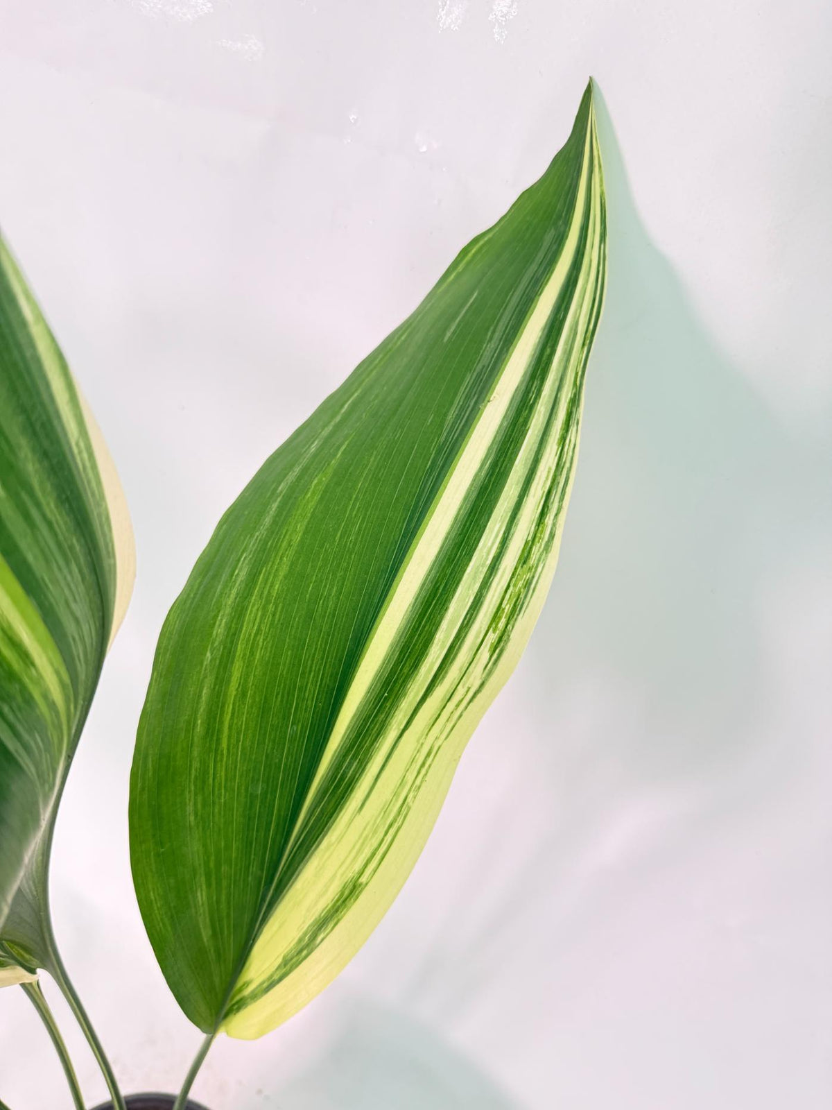 Aspidistra Elatior Variegata 05