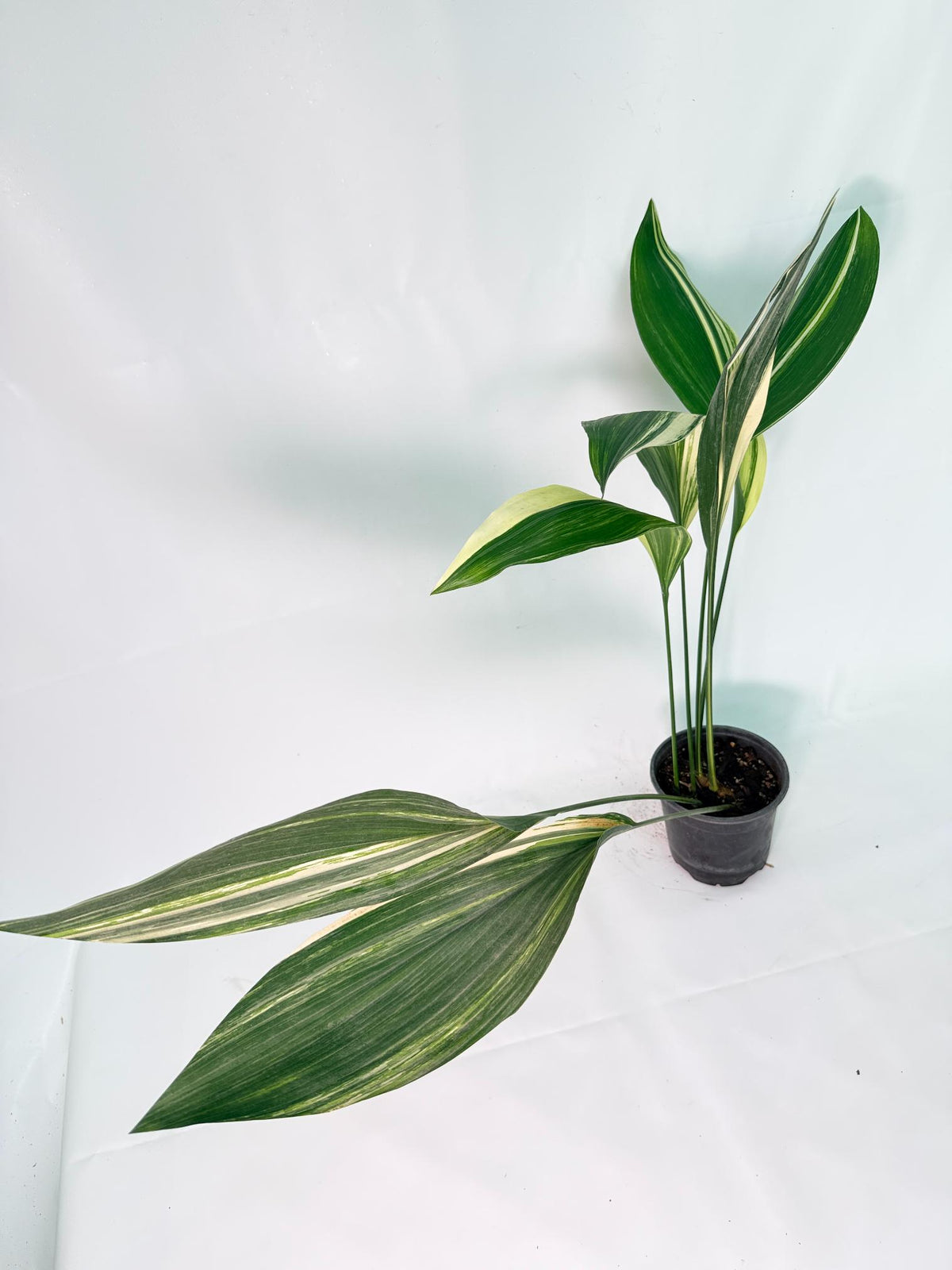 Aspidistra Elatior Variegata 06