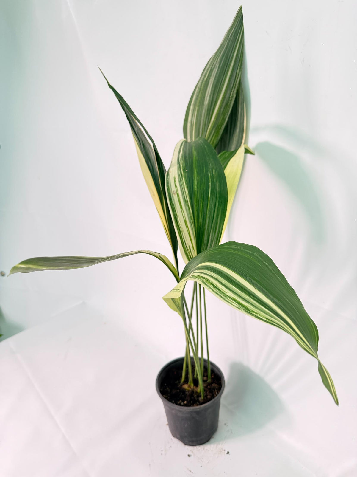 Aspidistra Elatior Variegata 07