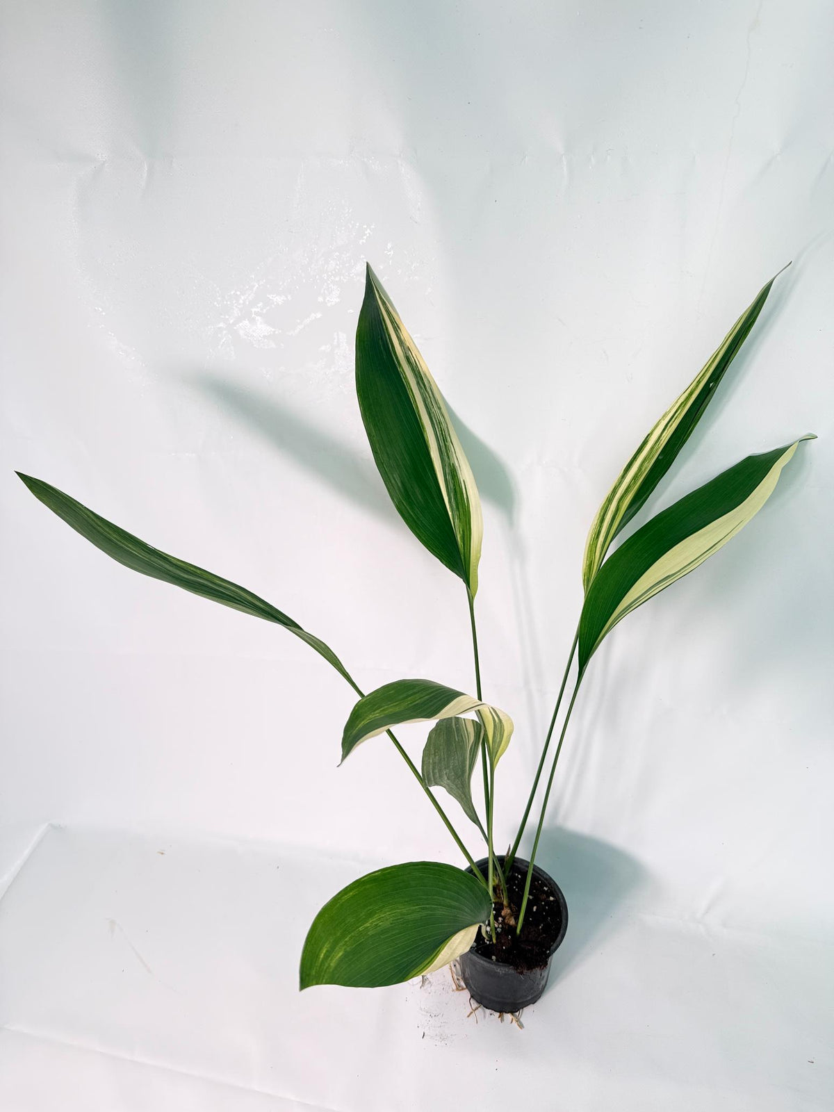 Aspidistra Elatior Variegata 08