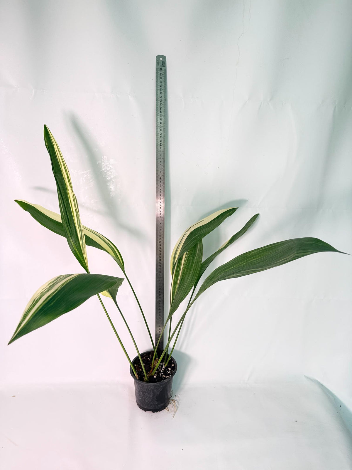 Aspidistra Elatior Variegata 09