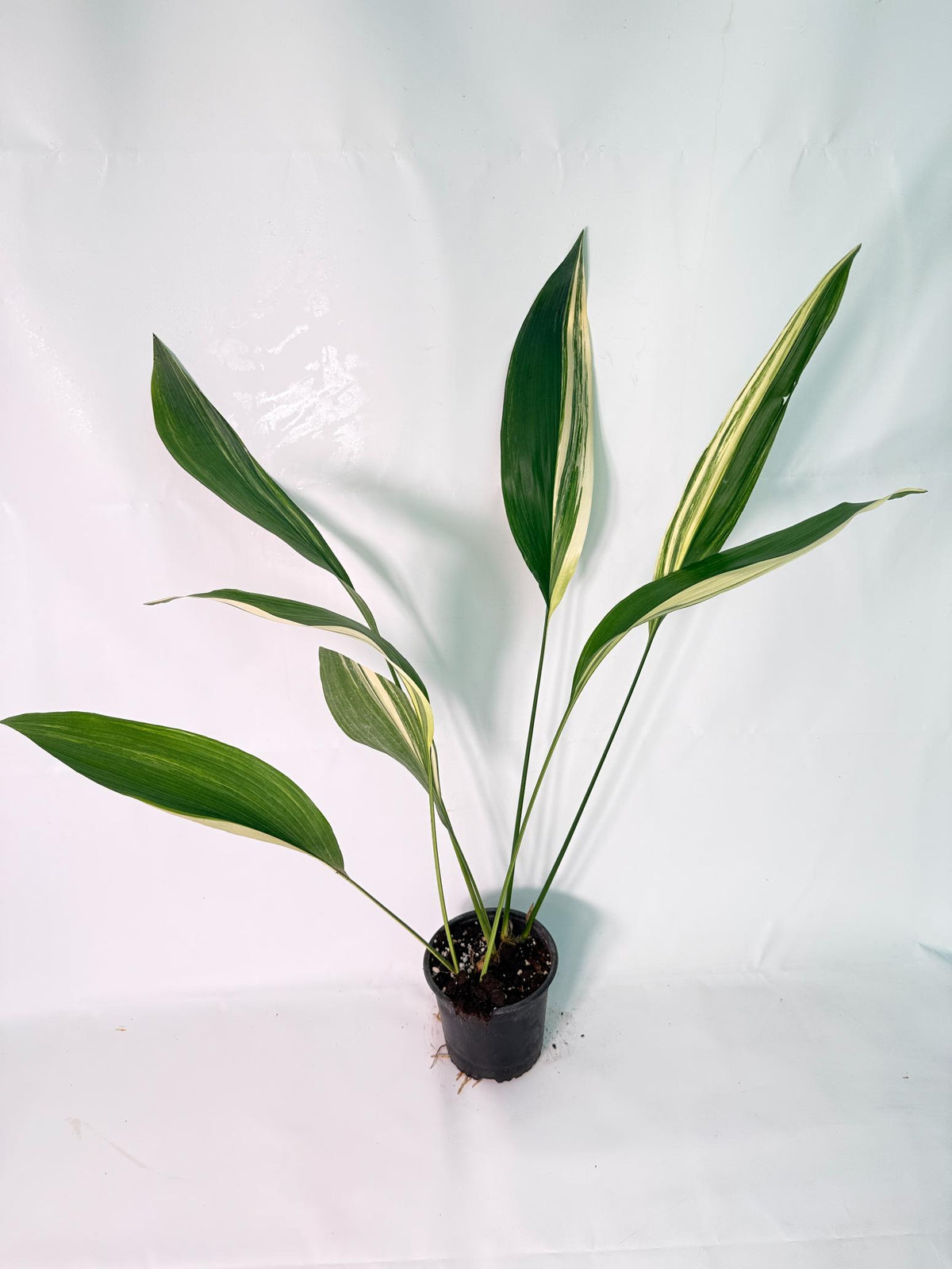 Aspidistra Elatior Variegata 02