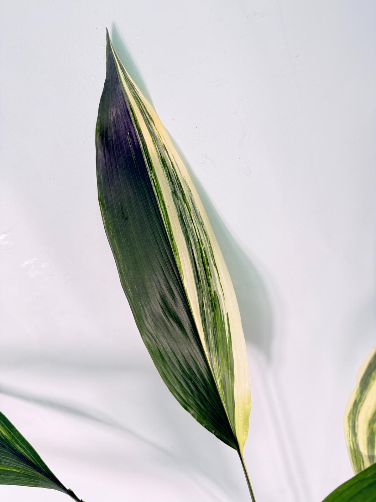 Aspidistra Elatior Variegata 03