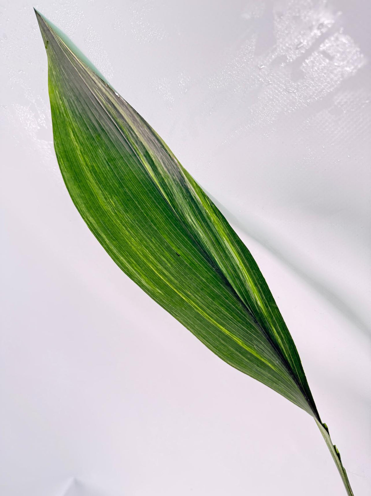 Aspidistra Elatior Variegata 04