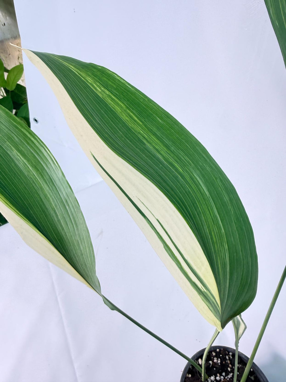 Aspidistra Elatior Variegata 05
