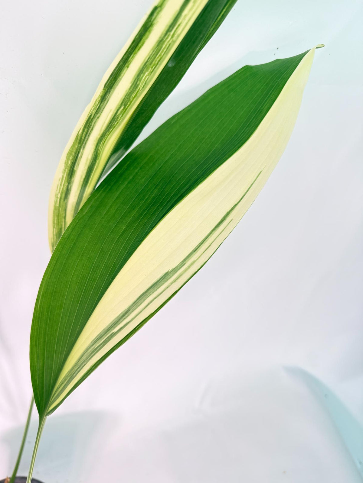 Aspidistra Elatior Variegata 6