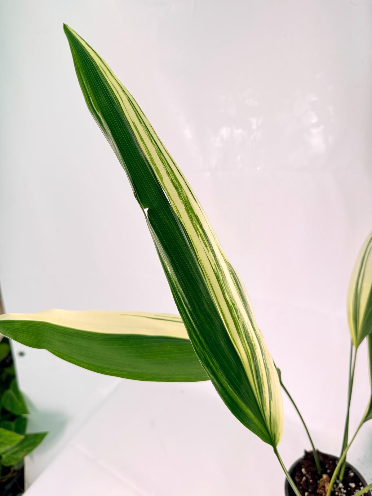 Aspidistra Elatior Variegata 07