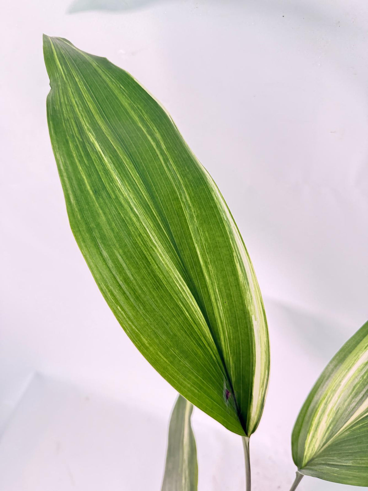Aspidistra Elatior Variegata 08