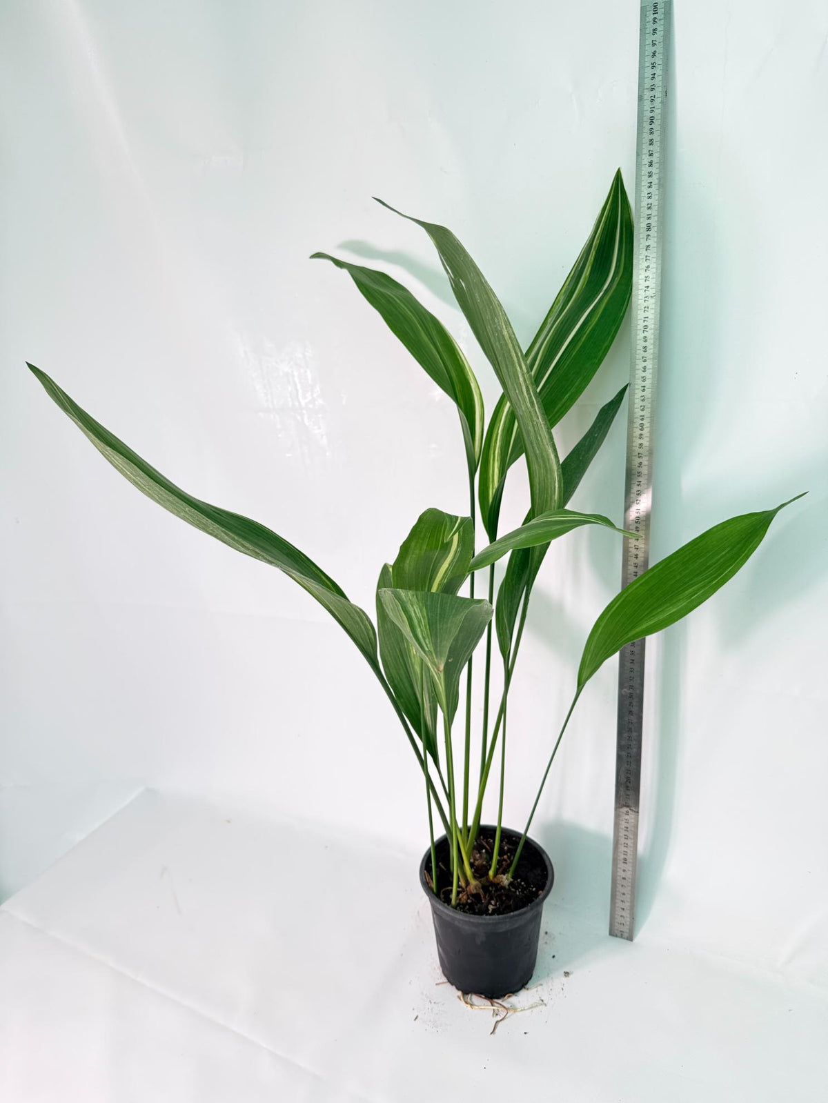 Aspidistra Elatior Variegata 09