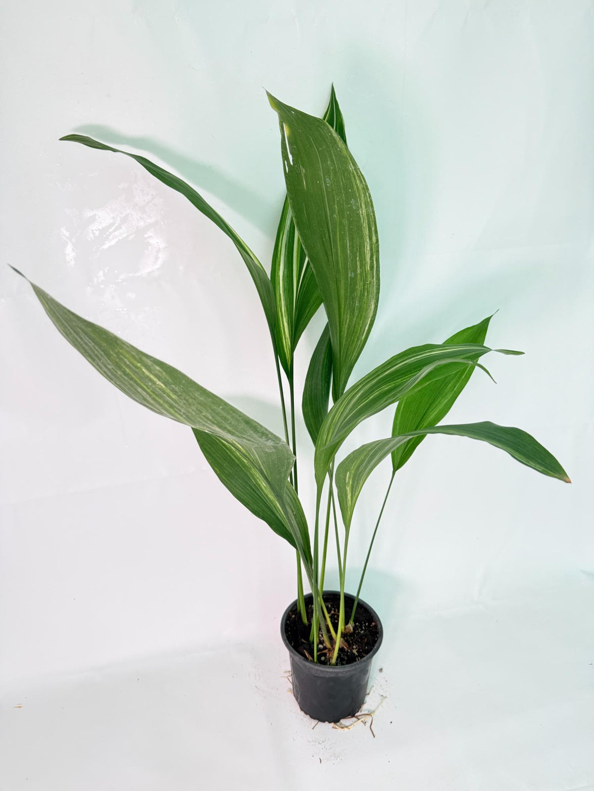 Aspidistra Elatior Variegata 02