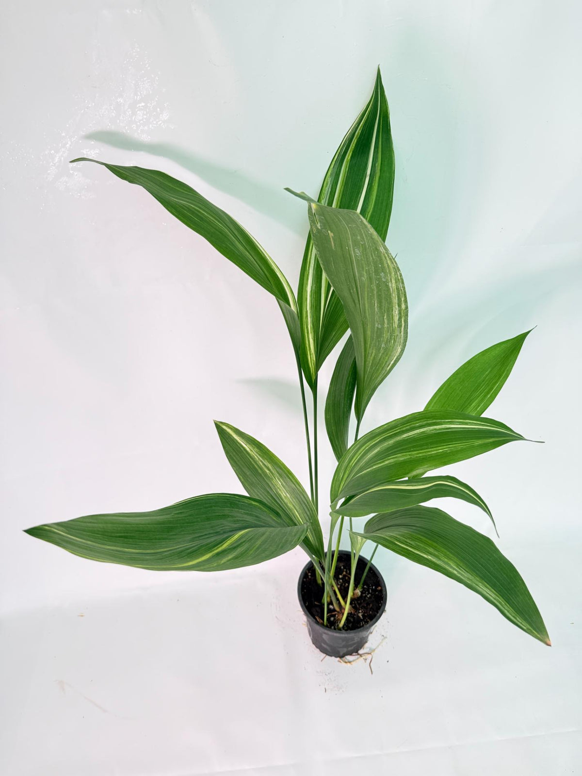 Aspidistra Elatior Variegata 01
