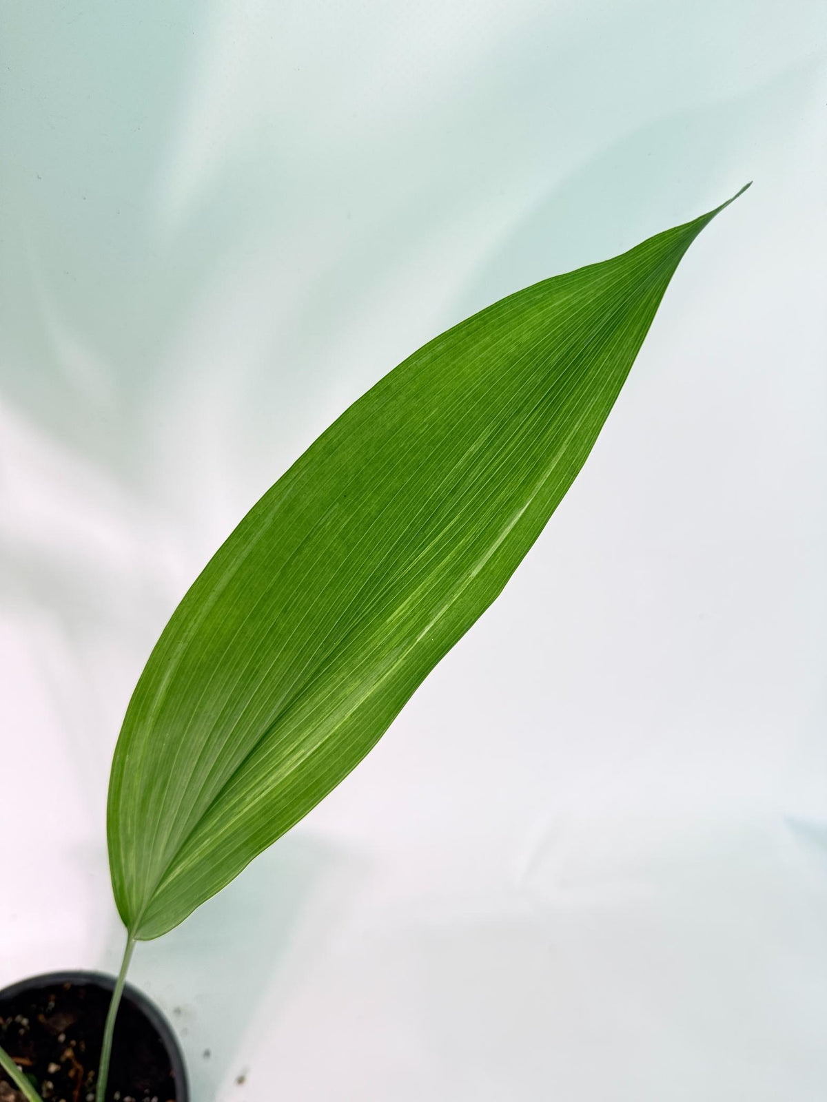 Aspidistra Elatior Variegata 03