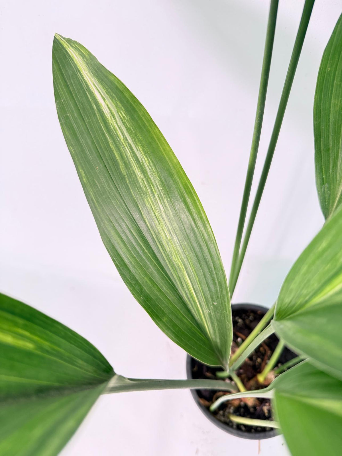 Aspidistra Elatior Variegata 04