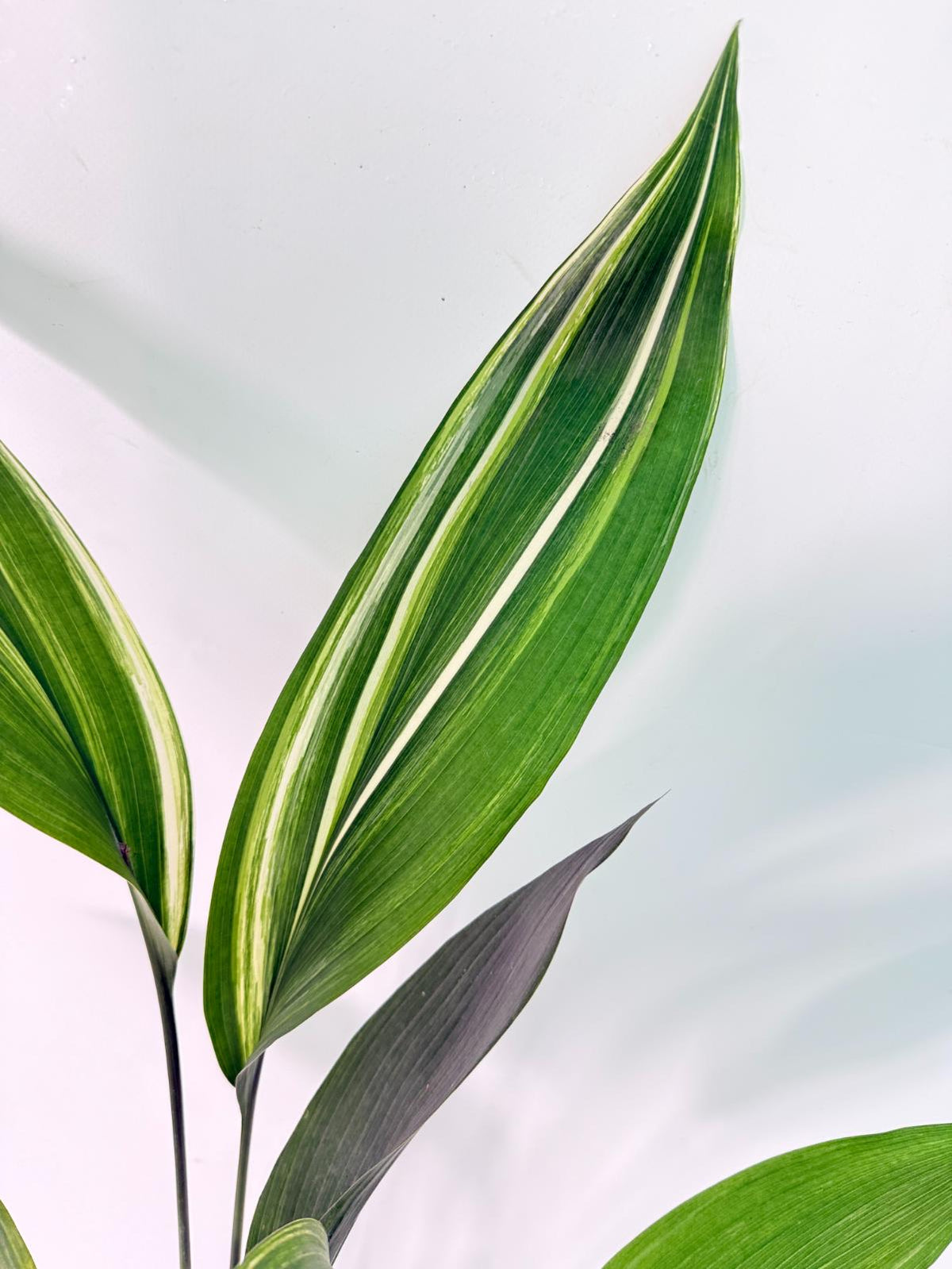 Aspidistra Elatior Variegata 05