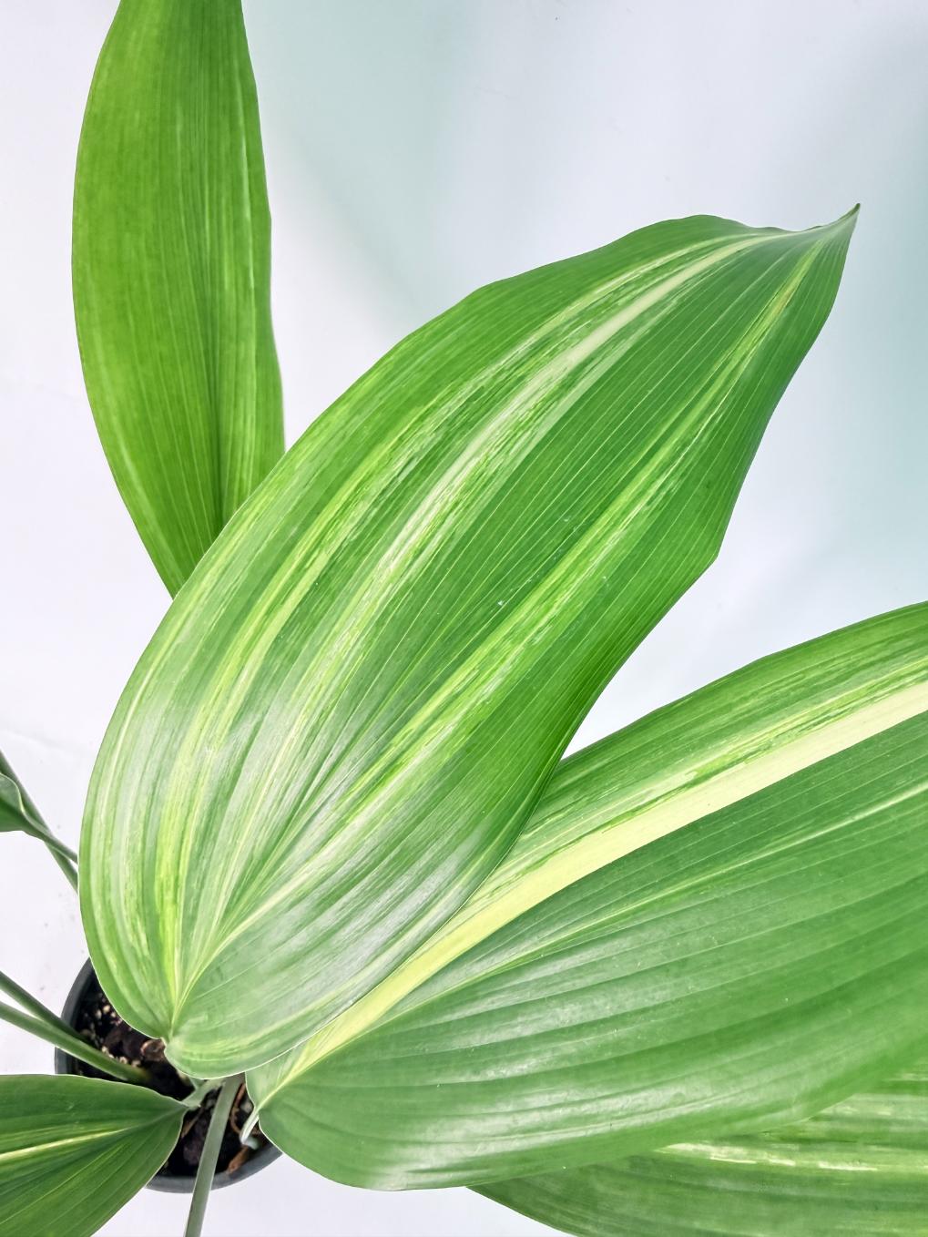 Aspidistra Elatior Variegata 06