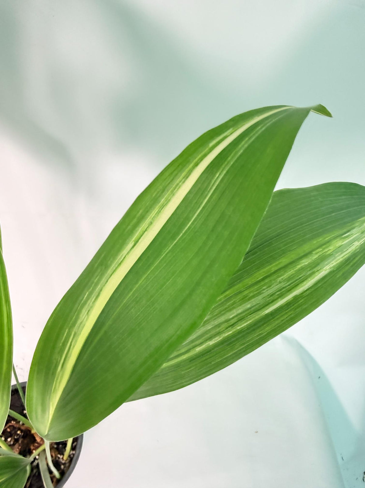 Aspidistra Elatior Variegata 07